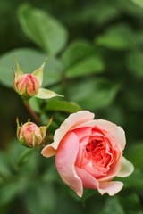 Pink rose on a blurry dark green leafy background.
