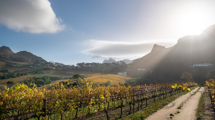 Constantia Glen