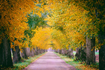Countryside road among the trees in autumn. Masuria, Poland. Analog style.