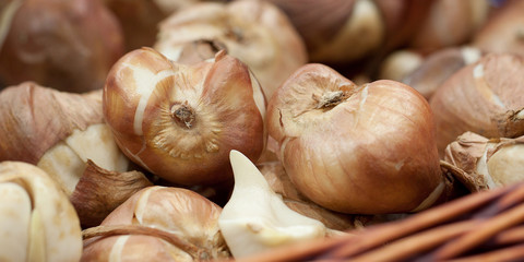 funny flower bulbs prepared for planting or storage