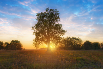 Fototapeta na wymiar Beautiful sunset with setting sun beyond the alone oak.