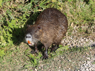 big brown nutria in a park