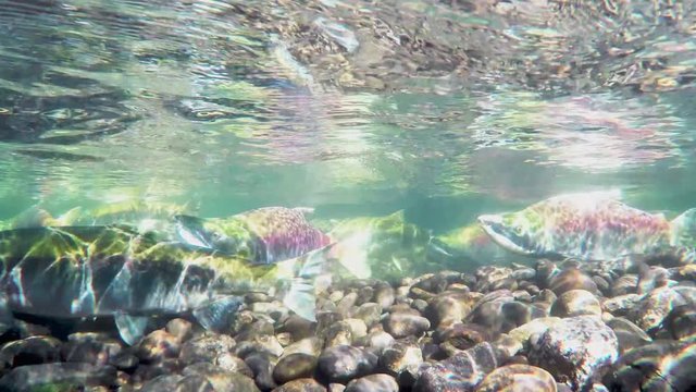 Sockeye salmon (Oncorhynchus nerka), also known as red salmon in spawning in British Columbia, Canada