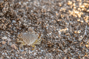 Baby Blue Swimming Crab on the beach