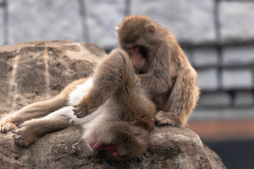 Japanese macaques / Ichikawa city chiba, Japan