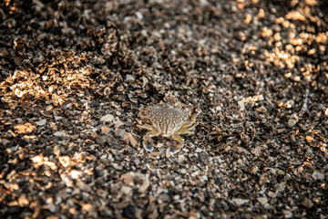 Baby Blue Swimming Crab on the beach