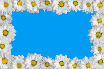 Frame made of white daisies. Isolated on blue.
