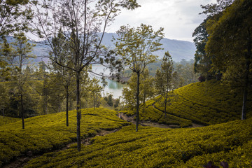 yellow tea fields
