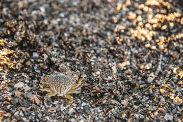 Baby Blue Swimming Crab on the beach