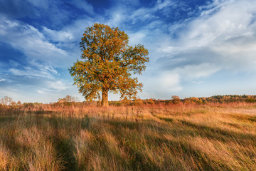 Fototapeta premium Autumn landscape with alone oak in meadow.