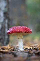 Red amanita mushroom on leaf forest floor