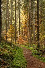 Hiking impression in the Black Forest along the Roetenbach in Autumn, Germany. Magical Autumn Forrest. Colorful Fall Leaves. Romantic Background.