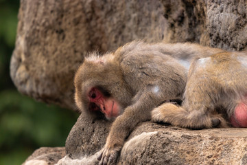 Japanese macaques / Ichikawa city chiba, Japan