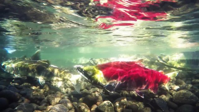 Sockeye salmon (Oncorhynchus nerka), also known as red salmon in spawning in British Columbia, Canada