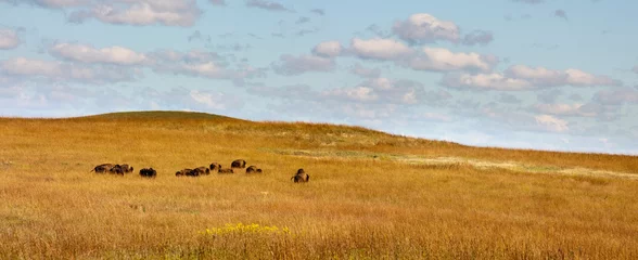 Foto op Plexiglas Rolling hills, warm grasses and a heard of Bison at the Kansas Tallgrass Prairie Preserve © ricardoreitmeyer