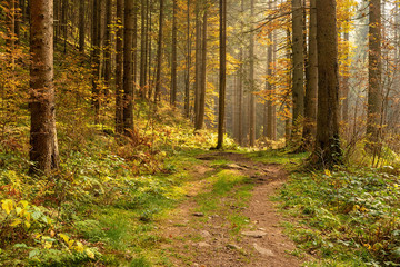 Hiking impression in the Black Forest along the Roetenbach in Autumn, Germany. Magical Autumn Forrest. Colorful Fall Leaves. Romantic Background.