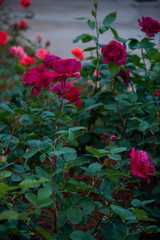 Pretty flowers