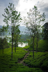 Sri Lanka tea plantage