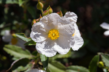  Flor Blanca de Jara