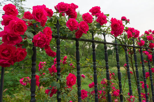 Verja de hierro con rosal de Rosas Rojas 