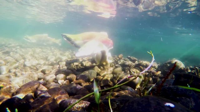 Sockeye salmon (Oncorhynchus nerka), also known as red salmon in spawning in British Columbia, Canada