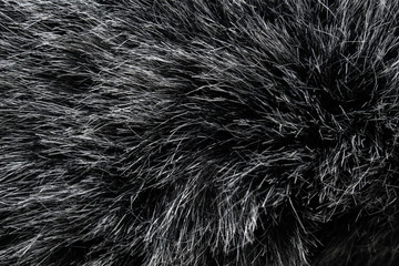 Black and white animal wool texture background, grey natural mink wool, close-up texture of  plush dark fur