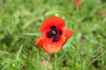 POPPY FLOWER