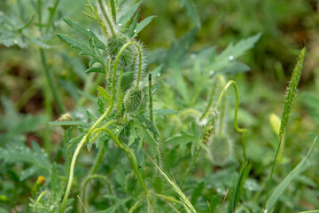 green plant