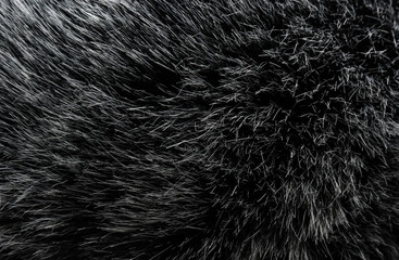 Black and white animal wool texture background, grey natural mink wool, close-up texture of  plush dark fur