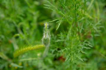 green plant