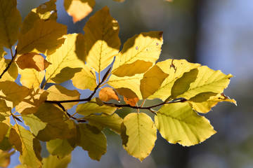 Backlit leaves in fall season