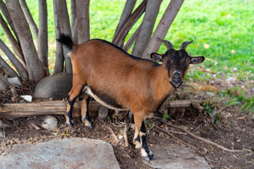 swiss brown goat outside