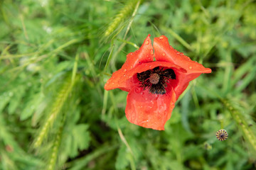 POPPY FLOWER