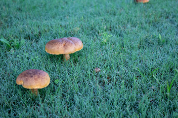 mushroom in the grass