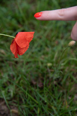 POPPY FLOWER