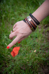 POPPY FLOWER