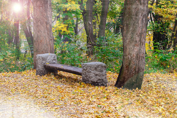 Bench in autumn park. Autumn landscape yellow forest and sun