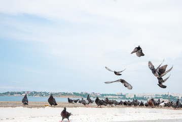 Seagull
