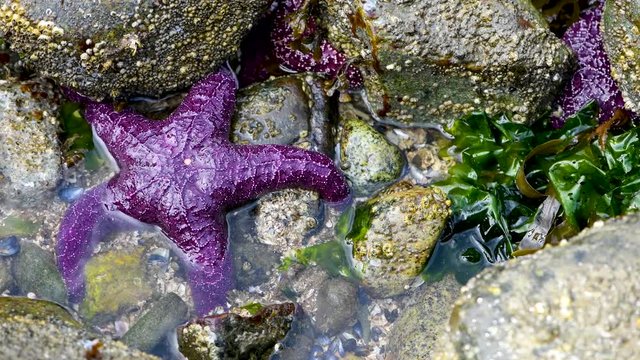Ochre starfish (Pisaster ochraceus) Whytecliff park, British Columbia, Canada
