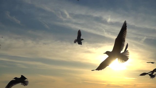 	Seagulls fly over the sea. Slow Motion.