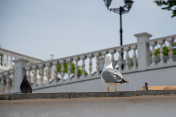 Seagull