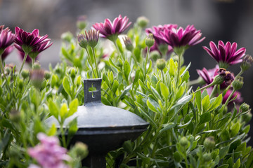Holy water in iron bowl, cemetery, flowers