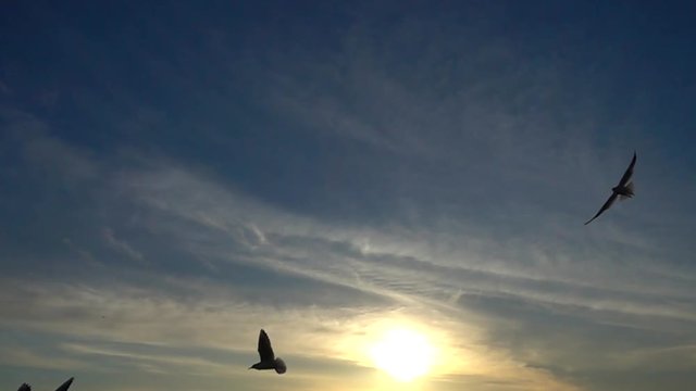 	Seagulls fly over the sea. Slow Motion.
