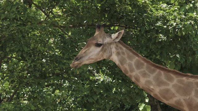 Close up Giraffe at the national park with 4K resolution. Wildlife animal concept.