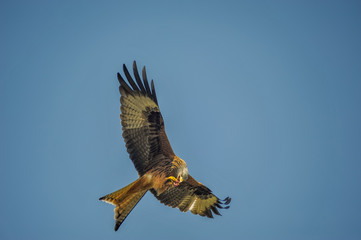 Red Kite