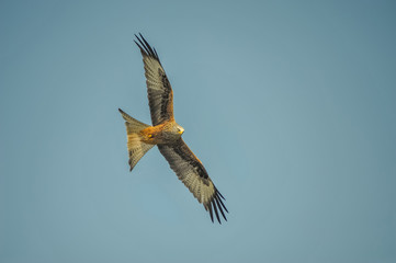 Red Kite