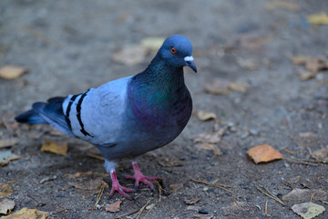 The dove among the autumn leaves