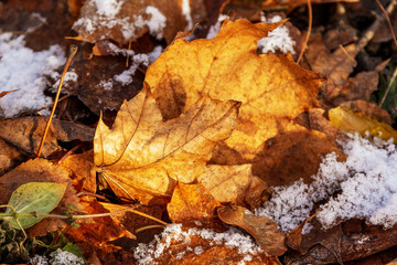 yellow maple leaves in the first snow