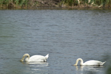 Tiere