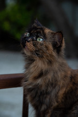 Brown cat